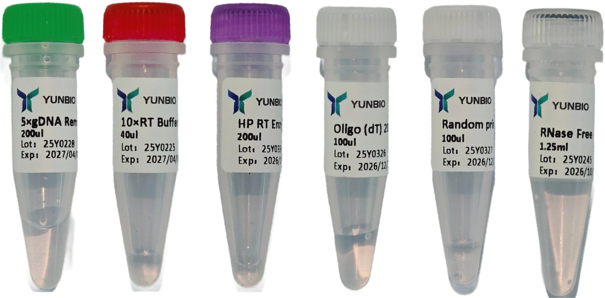 HP 1st Strand cDNA Synthesis Kit (+gDNA Remove)