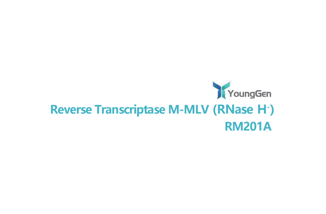 Reverse Transcriptase M-MLV (RNase H- )